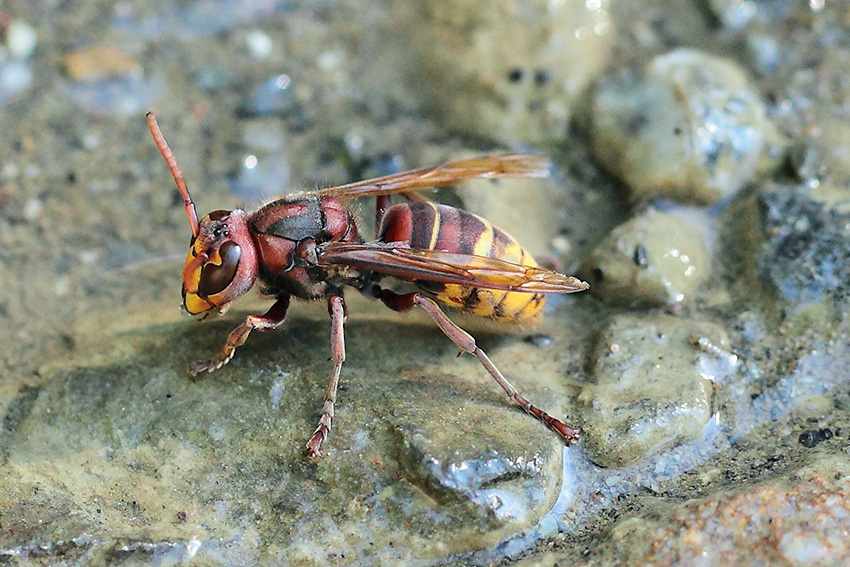 Vespa crabro